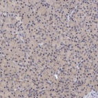Immunohistochemical staining of human Pancreas shows very weak cytoplasmic positivity in exocrine glandular cells.