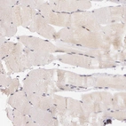 Immunohistochemical staining of human Skeletal muscle shows very weak cytoplasmic positivity in myocytes.