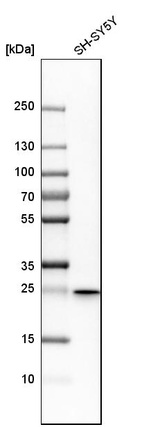 Western blot analysis in human cell line SH-SY5Y.