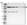 Anti-ASCC2 Antibody