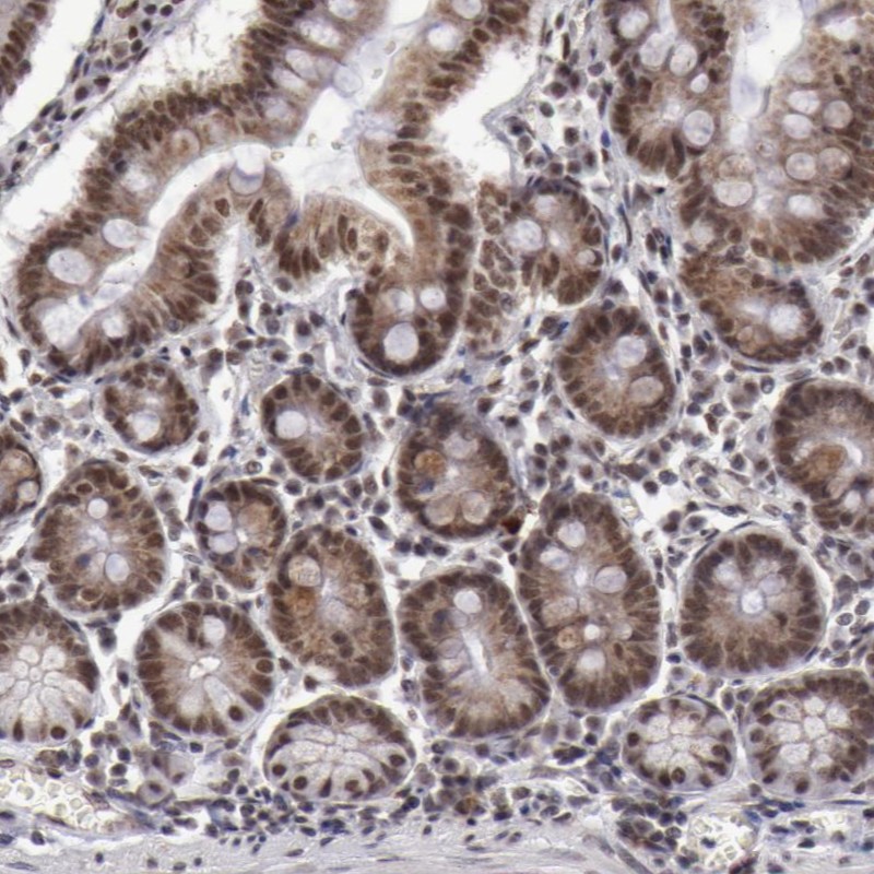 Anti-VRTN Antibody