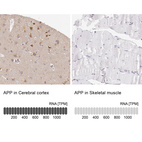 Anti-APP Antibody