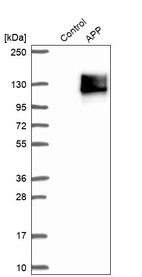 Western blot analysis in control (vector only transfected HEK293T lysate) and APP over-expression lysate (Co-expressed with a C-terminal myc-DDK tag (~3.1 kDa) in mammalian HEK293T cells, LY404408).