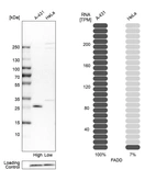 Western blot analysis in human cell lines A-431 and HeLa using Anti-FADD antibody. Corresponding FADD RNA-seq data are presented for the same cell lines. Loading control: Anti-COX4I1.