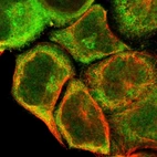 Immunofluorescent staining of human cell line A-431 shows localization to nucleoplasm, cytosol & the Golgi apparatus.