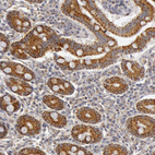 Anti-C7 Antibody