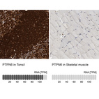 Anti-PTPN6 Antibody