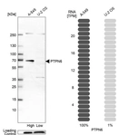 Western blot analysis in human cell line A-549 and human cell line U-2 OS.