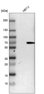 Western blot analysis in rat cell line NBT-II.