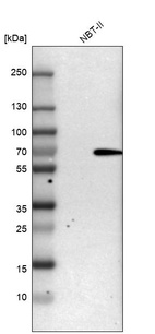 Anti-PTPN6 Antibody