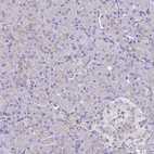 Immunohistochemical staining of human pancreas shows low positivity in exocrine glandular cells as expected.