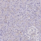 Immunohistochemical staining of human pancreas shows low positivity in exocrine glandular cells as expected.