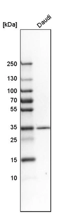 Western blot analysis in human cell line Daudi.