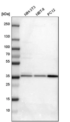 Western blot analysis in mouse cell line NIH-3T3, rat cell line NBT-II and rat cell line pC12.