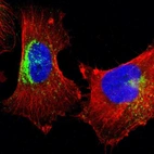 Immunofluorescent staining of human cell line U-251 MG shows localization to lysosomes.