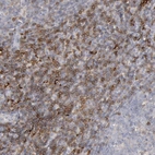 Immunohistochemical staining of human lymphoid tissues shows moderate cytoplasmic positivity in non-germinal center cells.