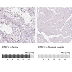 Anti-CTCFL Antibody