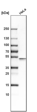 Anti-CASP9 Antibody