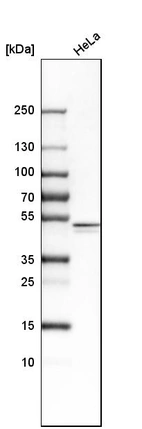 Western blot analysis in human cell line HeLa.