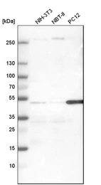 Western blot analysis in mouse cell line NIH-3T3, rat cell line NBT-II and rat cell line pC12.