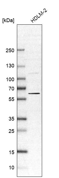 Anti-OASL Antibody