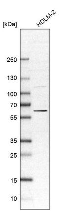 Anti-OASL Antibody
