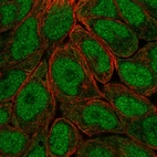 Immunofluorescent staining of human cell line RT4 shows localization to nucleoplasm & cytosol.