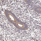 Anti-SYTL4 Antibody