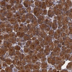 Immunohistochemical staining of human pancreas shows strong cytoplasmic positivity in exocrine glandular cells.