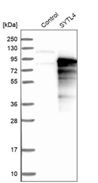 Western blot analysis in control (vector only transfected HEK293T lysate) and SYTL4 over-expression lysate (Co-expressed with a C-terminal myc-DDK tag (~3.1 kDa) in mammalian HEK293T cells, LY409049).