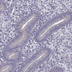 Immunohistochemical staining of human endometrium shows no positivity in glandular cells as expected.