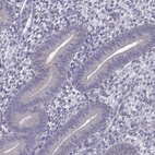 Immunohistochemical staining of human endometrium shows no positivity in glandular cells as expected.