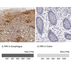 Immunohistochemistry analysis in human esophagus and colon tissues using HPA001482 antibody. Corresponding IL1RN RNA-seq data are presented for the same tissues.