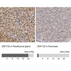 Anti-ZNF133 Antibody