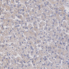 Anti-AMBP Antibody