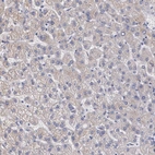 Anti-AMBP Antibody