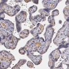 Immunohistochemical staining of human placenta shows moderate positivity in plasma.