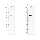 Anti-UBA1 Antibody