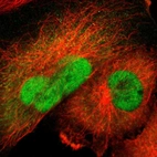 Immunofluorescent staining of human cell line U-251 MG shows localization to nucleoplasm & cytosol.