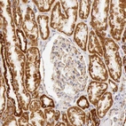 Immunohistochemical staining of human kidney shows moderate granular cytoplasmic positivity in cells in tubules.