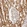 Anti-ATP5B Antibody