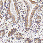 Immunohistochemical staining of human small intestine shows moderate granular cytoplasmic positivity in glandular cells.