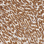 Anti-ATP5B Antibody