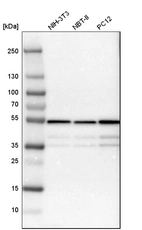 Western blot analysis in mouse cell line NIH-3T3, rat cell line NBT-II and rat cell line pC12.