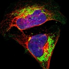 Anti-ATP5B Antibody