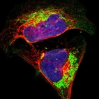 Immunofluorescent staining of human cell line U-2 OS shows localization to mitochondria.