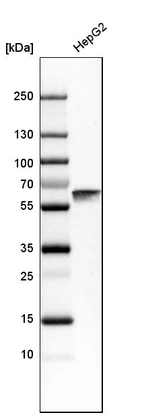Western blot analysis in human cell line HepG2.