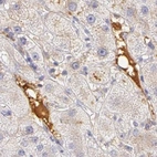 Immunohistochemical staining of human liver using Anti-AHSG antibody HPA001524.