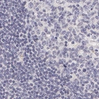 Immunohistochemical staining of human lymph node using Anti-AHSG antibody HPA001524.