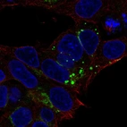 Immunofluorescent staining of human cell line Hep G2 shows localization to the Golgi apparatus.